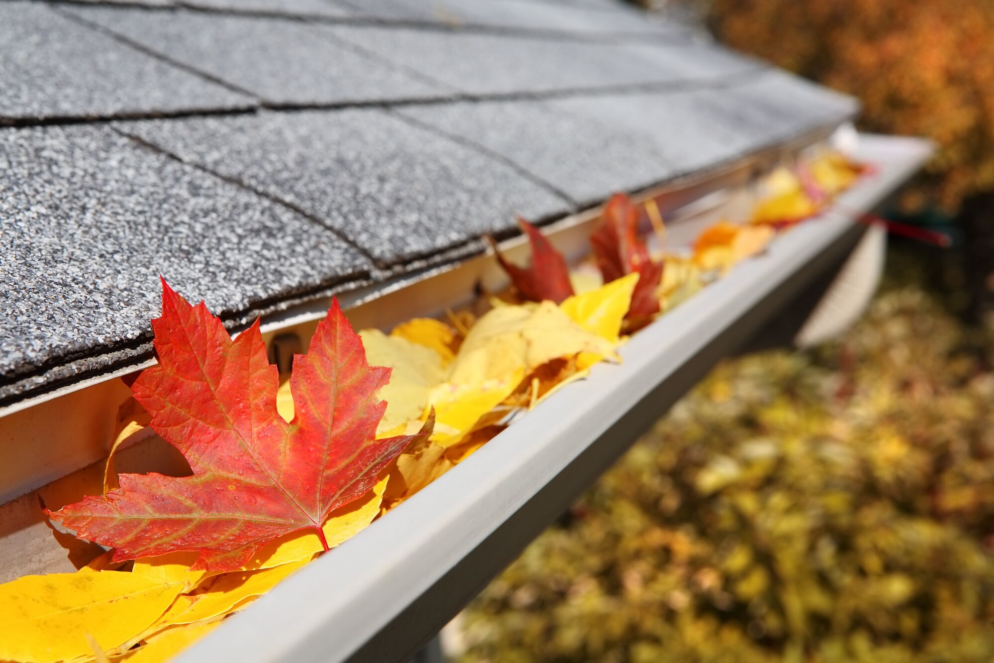 Colorful autumn leaves, primarily red and yellow, collected in a gutter beneath a gray shingle roof, highlighting the seasonal maintenance needs of homes.